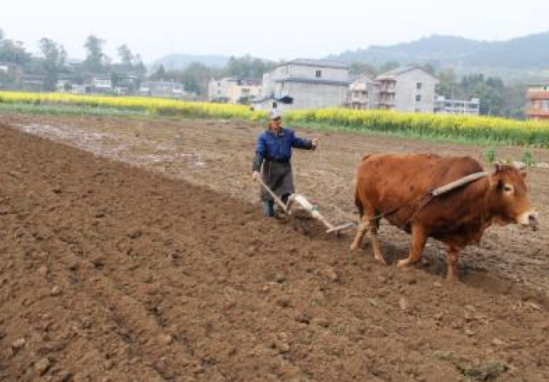 十分珍惜、合理利用土地 和切实( )是我国的基本国策？