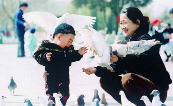 鸽子种类名称及图片