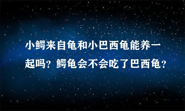 小鳄来自龟和小巴西龟能养一起吗？鳄龟会不会吃了巴西龟？