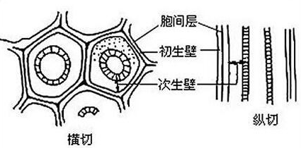 细胞壁的作用