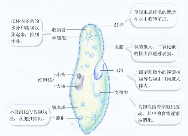 草履虫各个部位的来自功能和图片