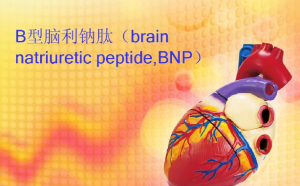 bnp是什么意思