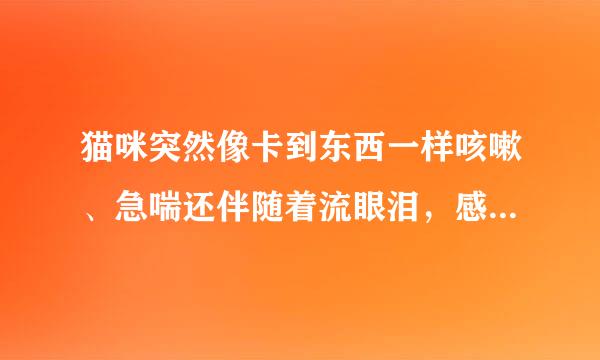 猫咪突然像卡到东西一样咳嗽、急喘还伴随着流眼泪，感觉还有点发热，已经好几天了，是不是得了猫哮喘啊