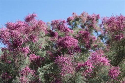 花棒和红柳哪个好？