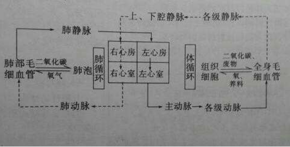 体循环和肺循环的路线图