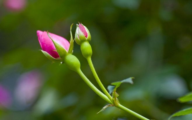 花骨朵儿的意思是什么？