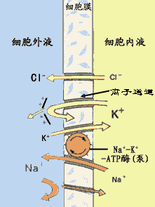 电解质起什么作用