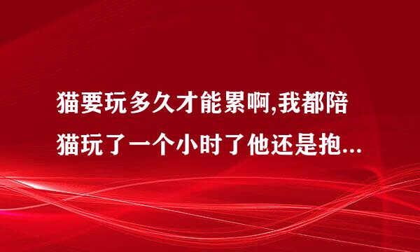 猫要玩多久才能累啊,我都陪猫玩了一个小时了他还是抱着个玩偶在那边咬