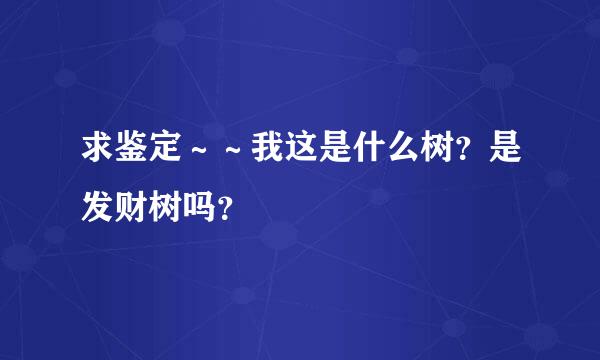 求鉴定～～我这是什么树？是发财树吗？