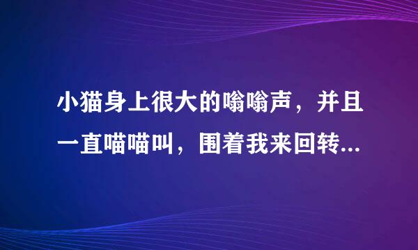 小猫身上很大的嗡嗡声，并且一直喵喵叫，围着我来回转，请问是怎么回事？