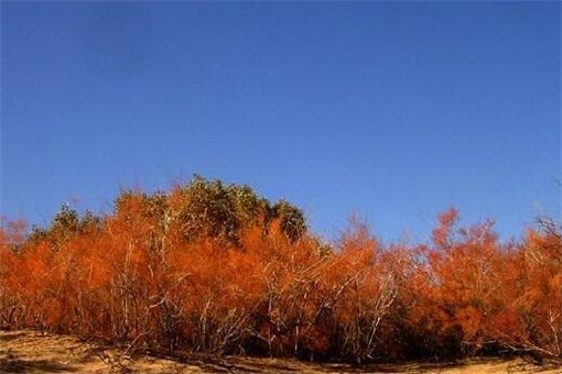 花棒和红柳哪个好？