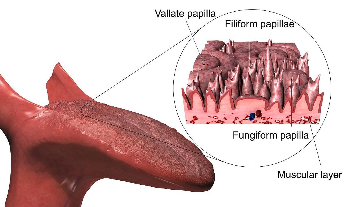 味蕾是什么意思？