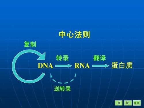 转录名词解释