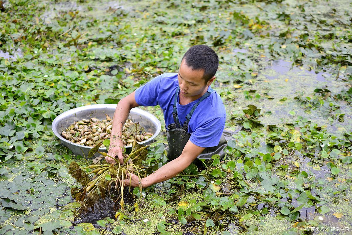 菱角要煮多长时间才熟