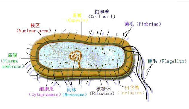 什么叫微生物?原核细胞型微生物包括哪几类?