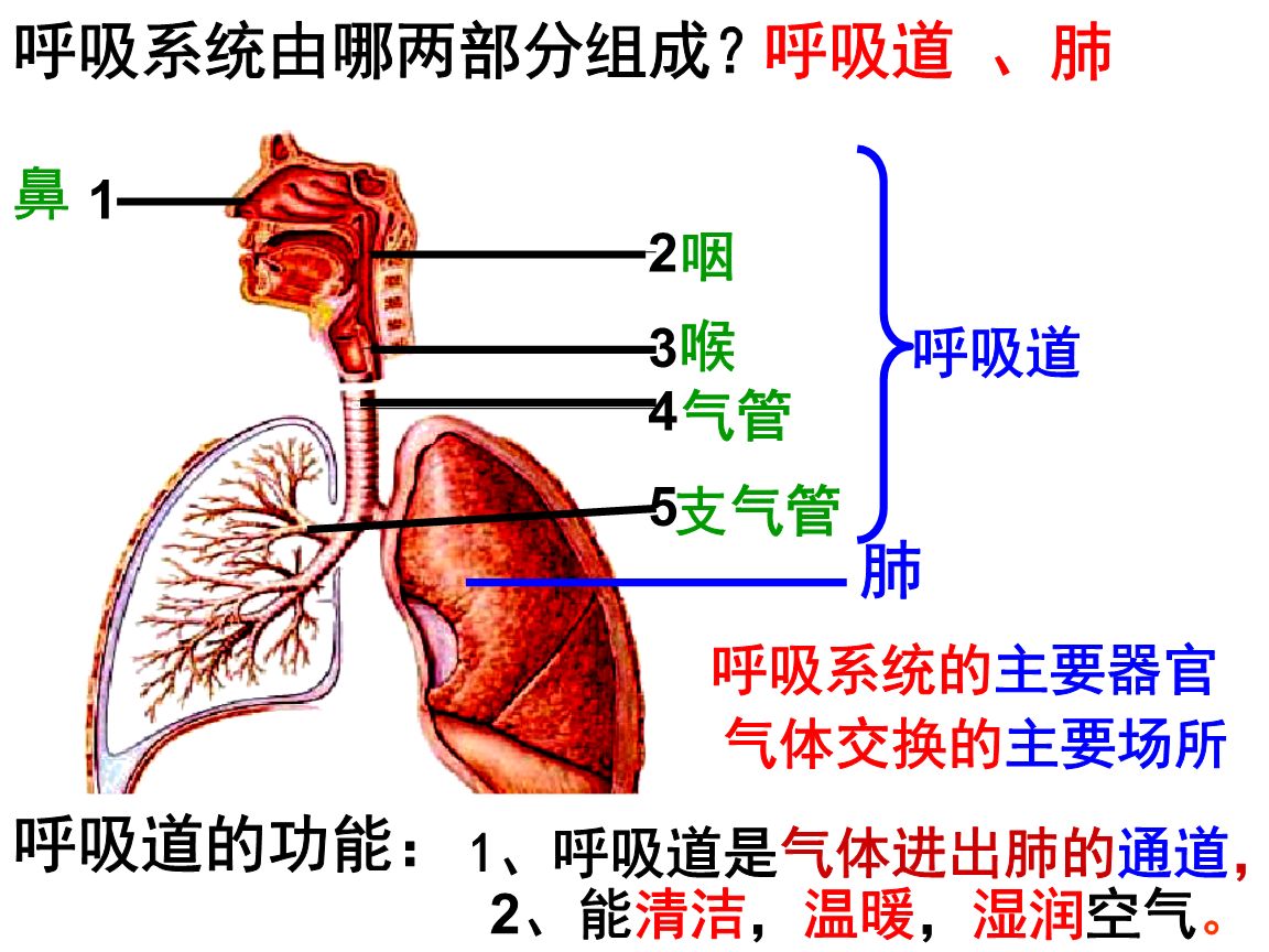 肺通气的直接动力是什么？原动力是什么？