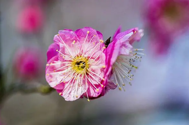 花中四君子指的是