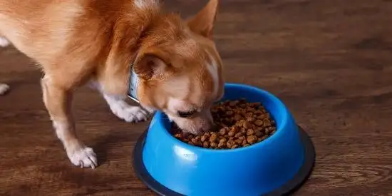 狗狗意外吃到泡芙，之后拒绝吃狗粮饿到脱水，为何宠物狗这么挑食？