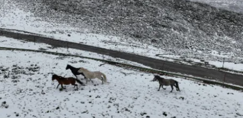 甘肃肃南七月飞雪！有牧民帐篷被压塌，为什么会在这个时候下雪？