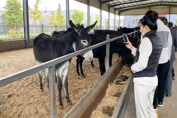 山东驴肉汤馆里一头驴出逃，在公路上狂奔不止，最终它是如何被带回的？