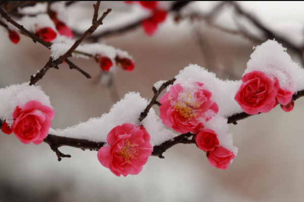 瑞雪兆丰年是成语吗