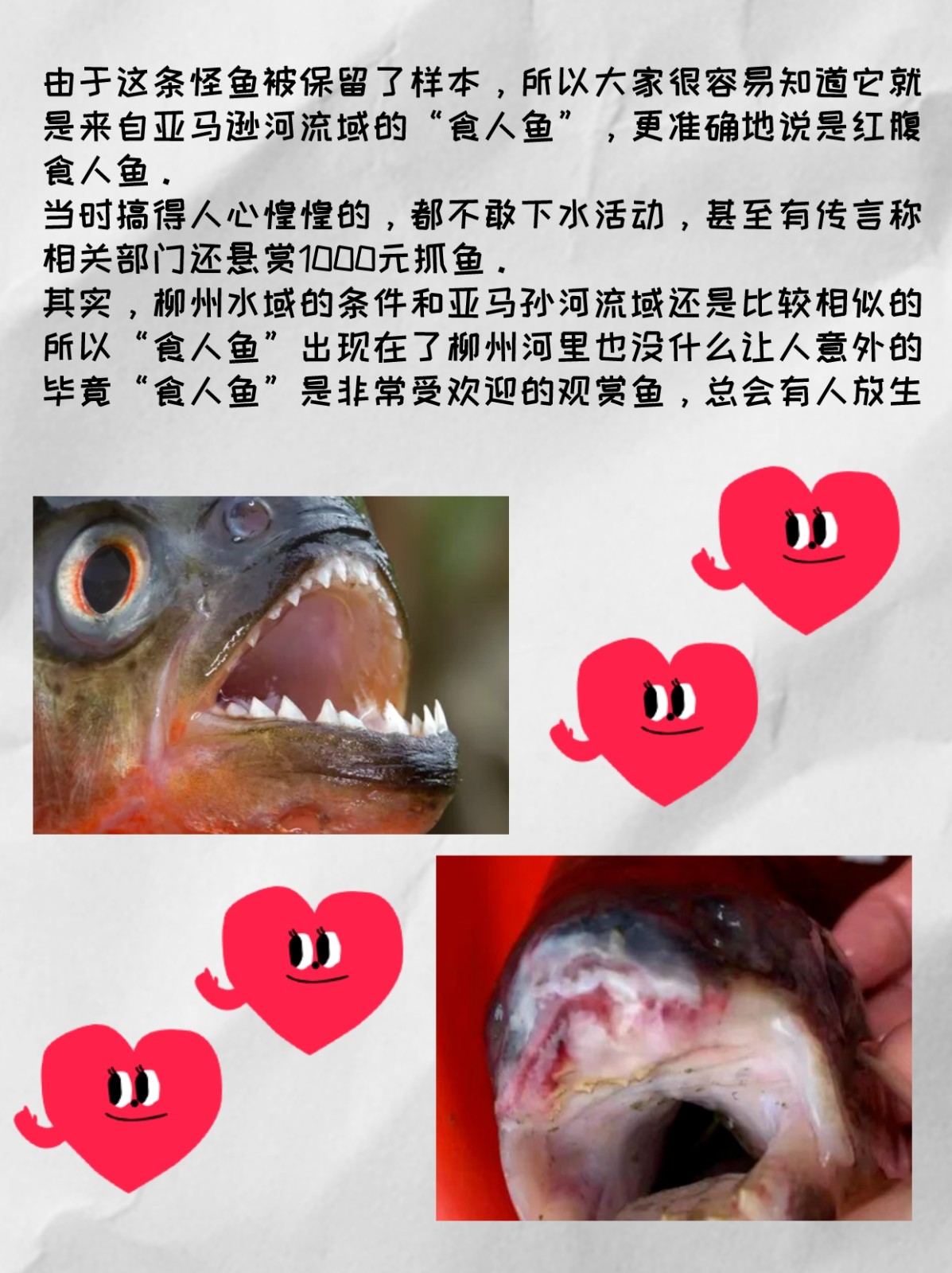 柳州公园惊现食人鲳，这次真被误解了