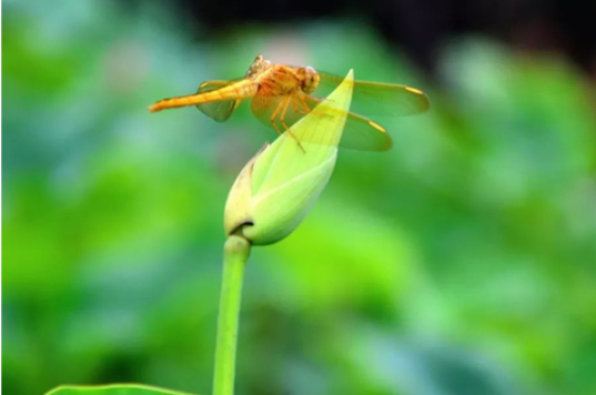 小池描写的是哪个季节