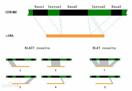 BLAST套件的blastn、blastp、blastx、tblastn和tblastx子工具的用途什么？