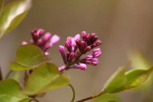 芭蕉不展丁香结是出自哪里的诗?