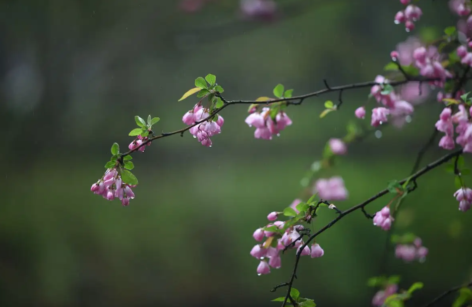 下面那句诗是描写春雨的蚂蚁庄园