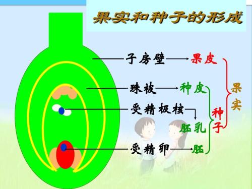 果皮和种皮怎么区别?