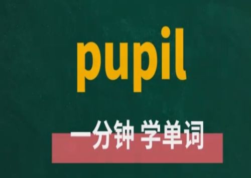 pupil是什么意思英语