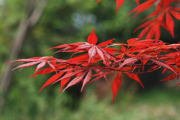 枫叶的特点