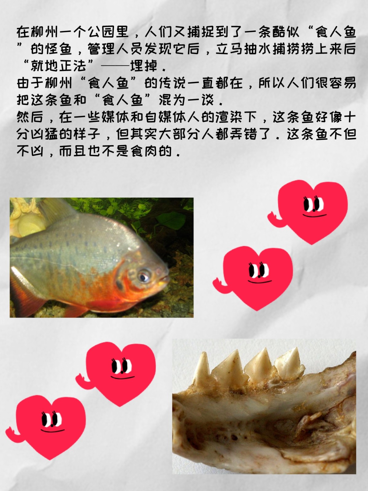 柳州公园惊现食人鲳，这次真被误解了