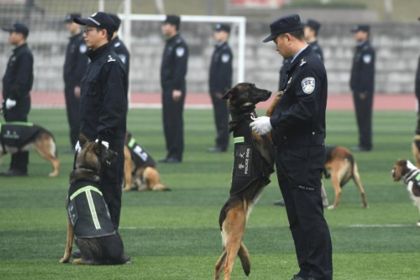 重庆一警犬87秒找到500平米内1滴血，这只警犬以后会从事哪些工作？