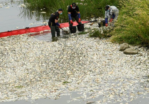 波兰与德国界河出现大量死鱼，波方表示原因不明，目前当地情况如何？