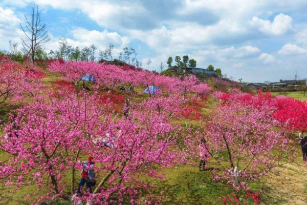 桃花朵朵开歌词