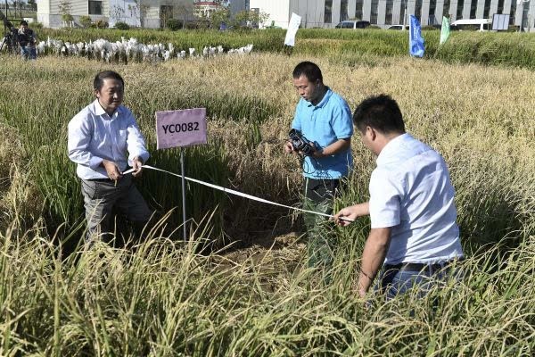 四川大二男生用5个月成功种出杂交水稻 ，袁隆平后继有人了吗？