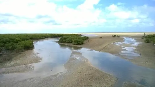 广西北海红树林大片消失，是什么原因造成的？