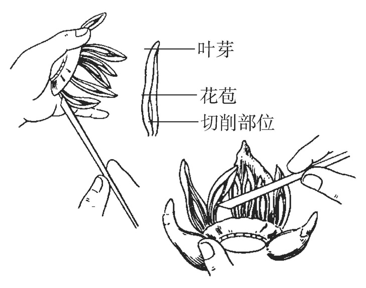 如何雕刻水仙花