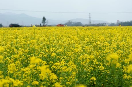 《草原》的重点笔记是什么？