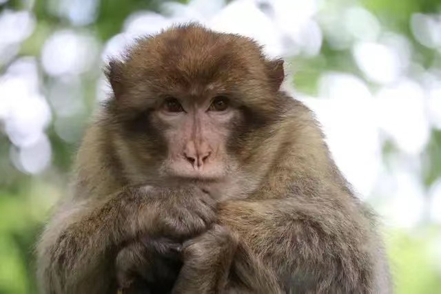 工作人员回应网红独臂猴咬伤师太！被猴子咬了之后需要打疫苗吗？