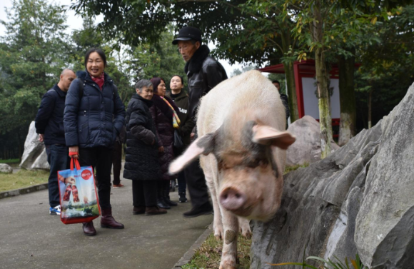 13岁猪坚强已不能自主站立，它的情况有多糟？