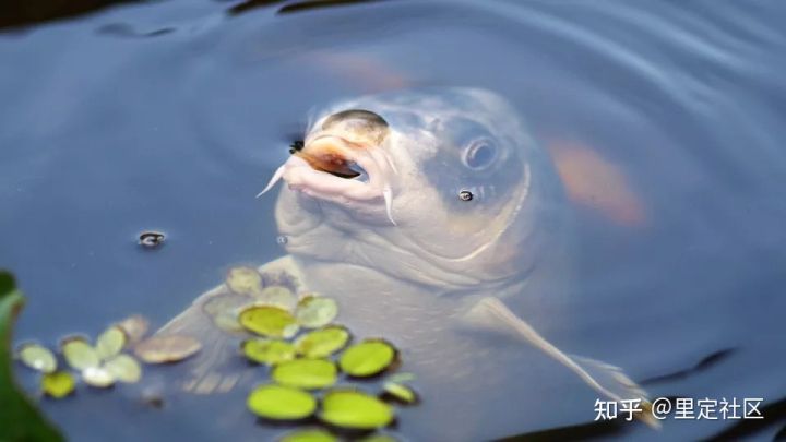 肝吸虫是什么