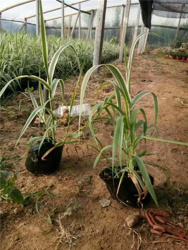 花叶芦竹是一种什么植物