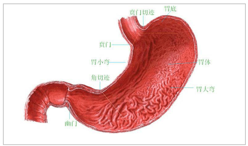 胃的主要作用