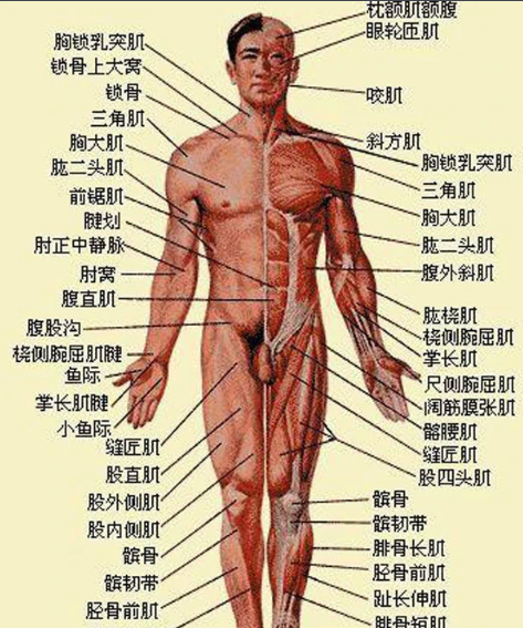 人体各部位名称图 是什么？