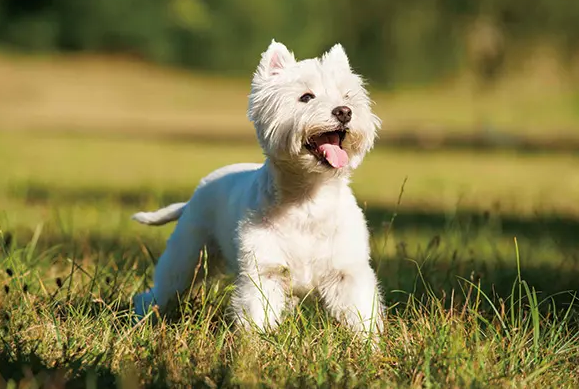 西高地犬的优缺点