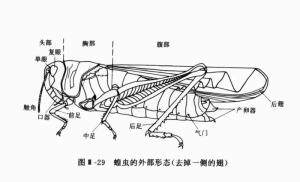 初中生物学什么？