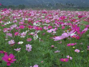 格桑花的花语是什么？